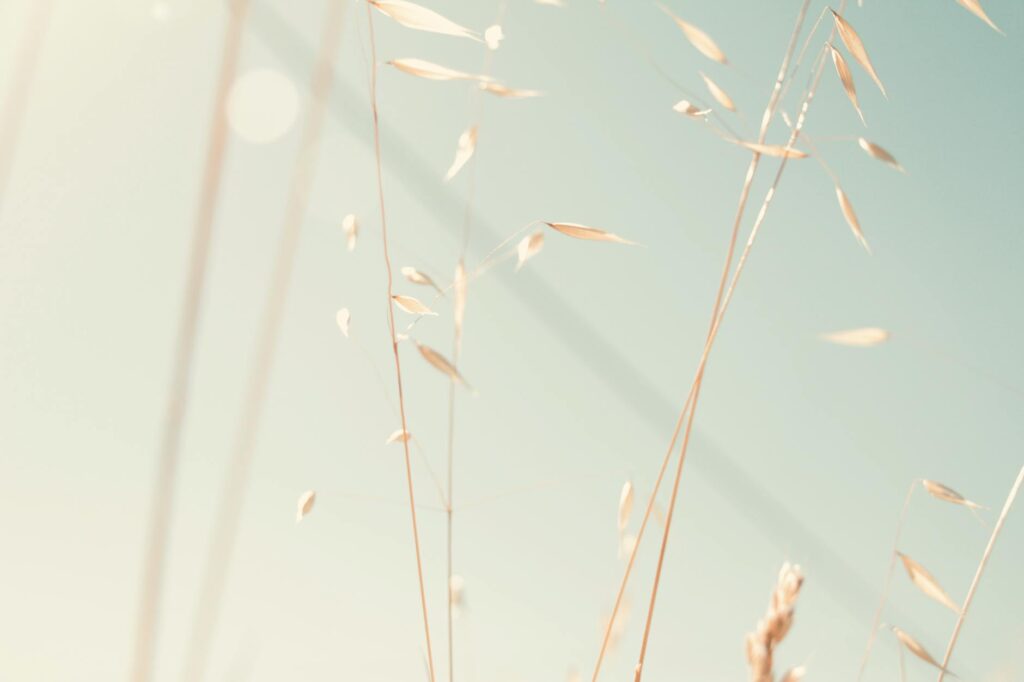 How Can You Identify and Manage Emotional Exhaustion From Caregiving? 2 A serene close-up of sunlit grass stalks with a soft, blurred background.