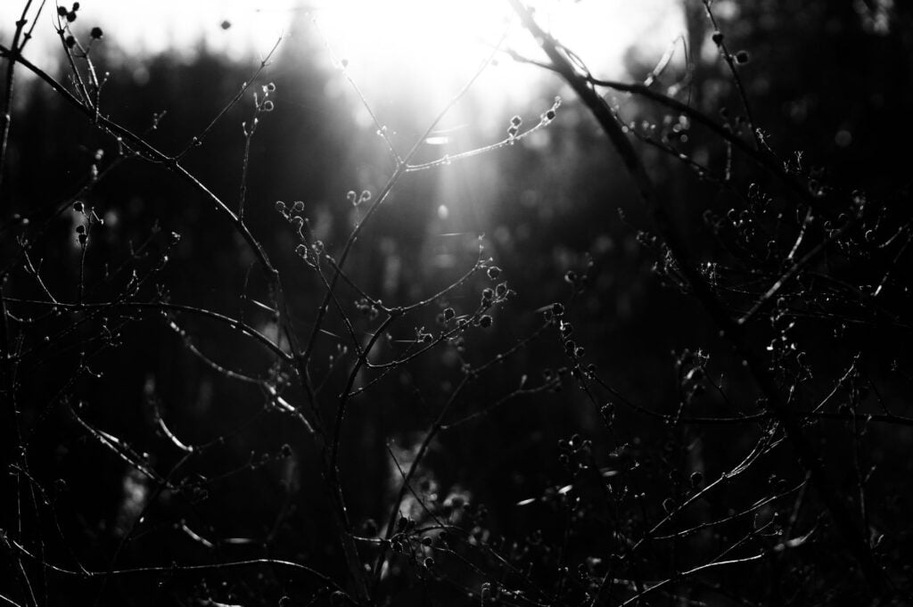 Black and white closeup of bush with small buds on wavy twigs growing in forest on sunny day