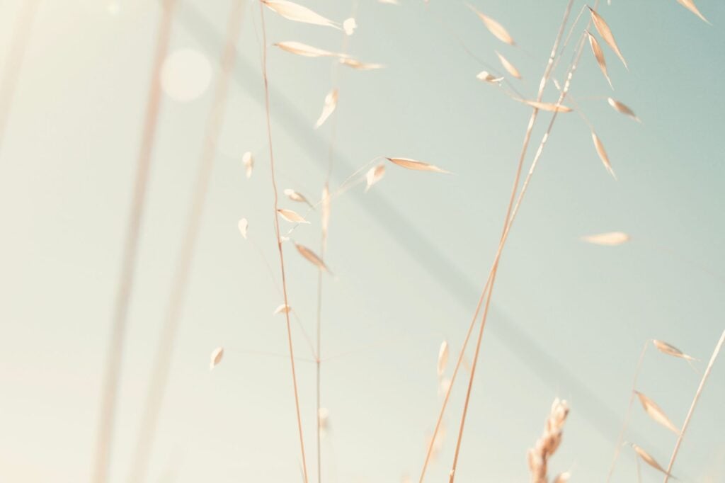 A serene close-up of sunlit grass stalks with a soft, blurred background.