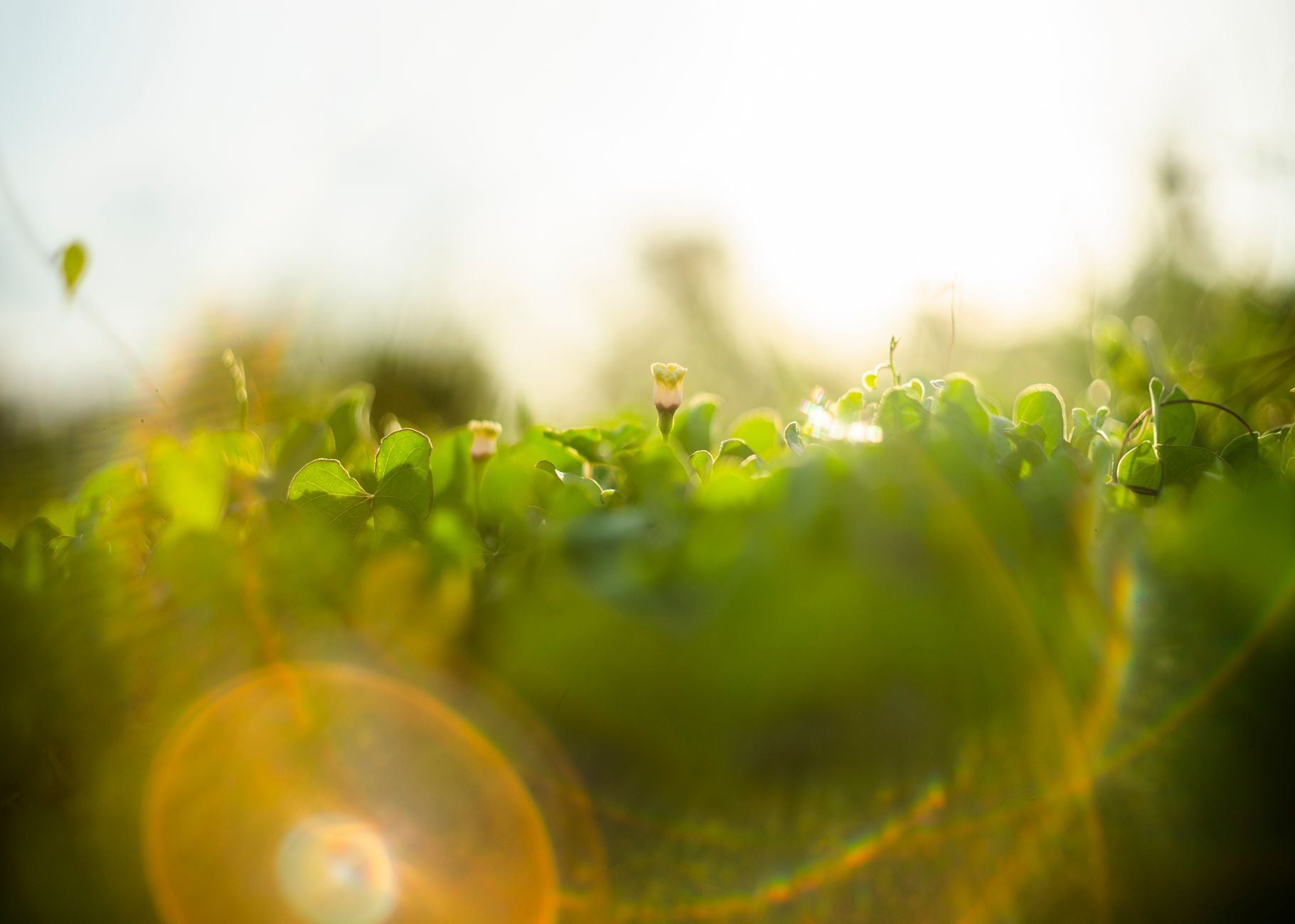 Blog 4 Sunlit close-up of vibrant green plant life in a Vietnamese garden, exuding freshness.