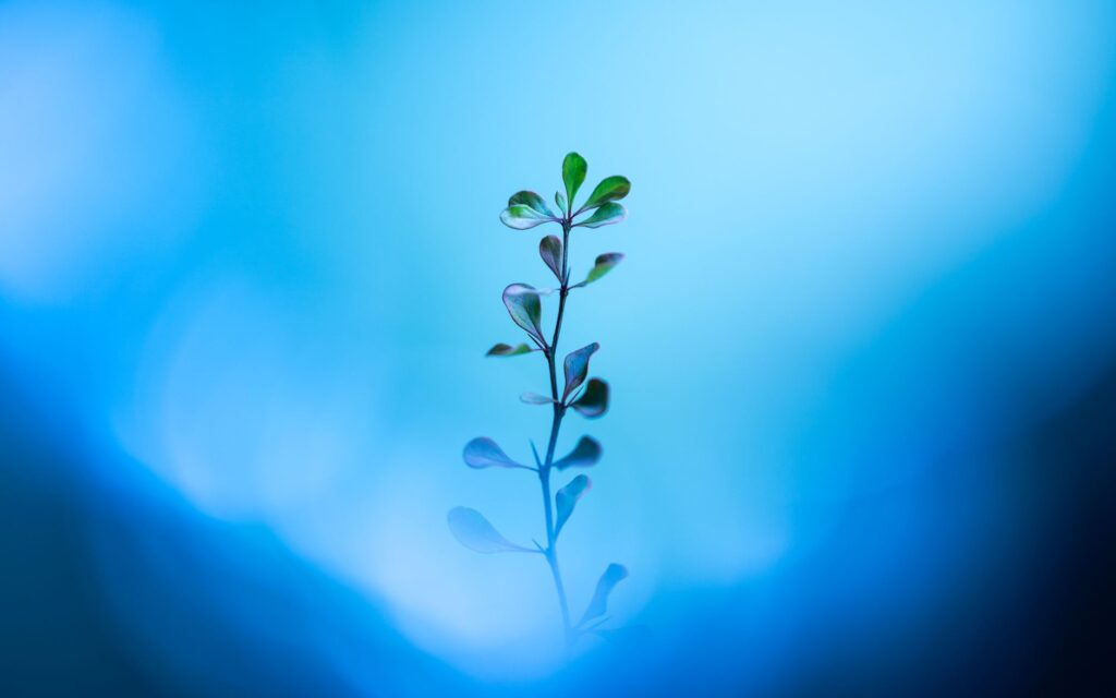 How Can I Manage Mental Health-Related Emotional Exhaustion and Improve Well-Being? 2 Delicate plant reflecting in a blurred blue background, creating a serene abstract image.