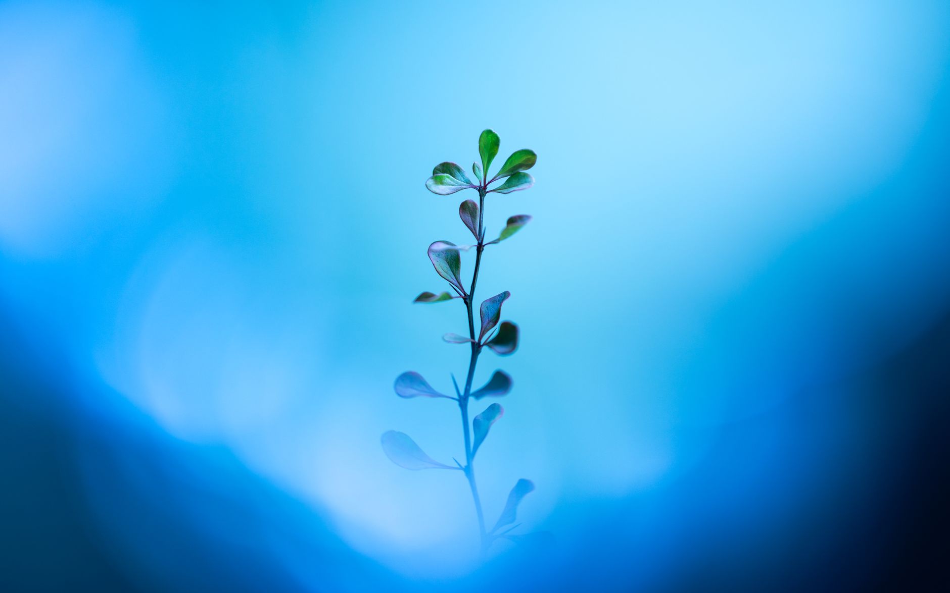 Delicate plant reflecting in a blurred blue background, creating a serene abstract image.