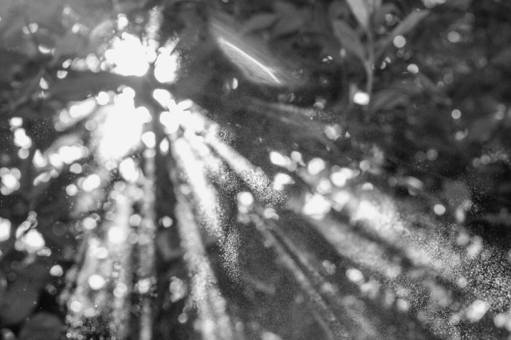How Can I Manage Depression-Related Changes in Appetite and Maintain Healthy Eating Habits? 2 Abstract sunbeams piercing through leafy trees in a black and white nature scene.